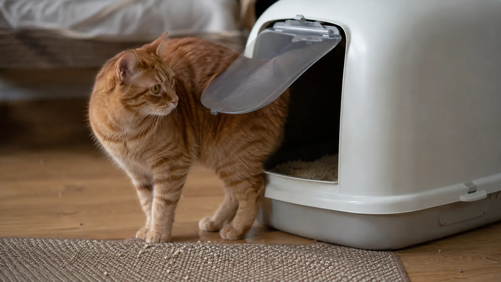 An orange tabby cat pausing at the swinging door of a white hooded litter box, a few clay litter granules scattered on the wooden floor by the mat