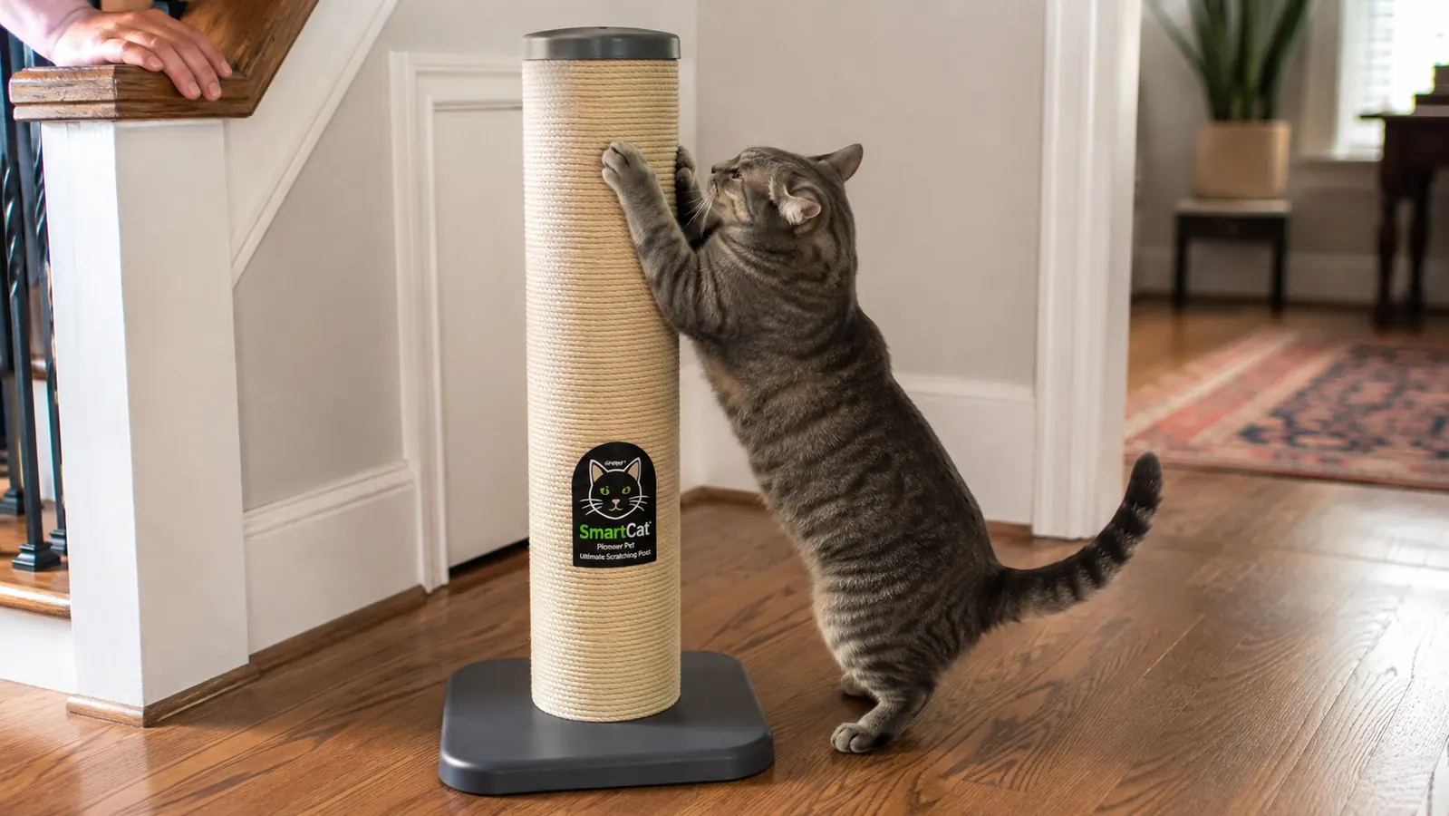 A gray tabby cat scratches a tall beige sisal post in a hallway